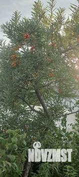 Дом 45м², 1-этажный, участок 13 сот.