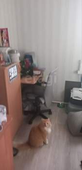 Дом 45м², 1-этажный, участок 13 сот.