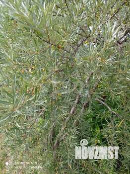 Дом 34м², 1-этажный, участок 17 сот.