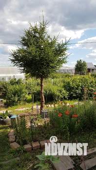 Дом 15м², 1-этажный, участок 12 сот.