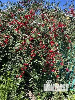 Дом 83м², 2-этажный, участок 3 сот.