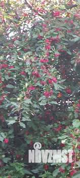 Дом 45м², 1-этажный, участок 13 сот.