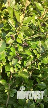 Дом 45м², 1-этажный, участок 13 сот.