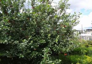 Дом 25м², 2-этажный, участок 4 сот.