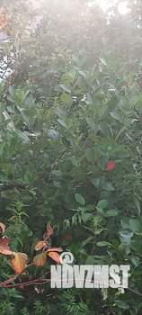 Дом 45м², 1-этажный, участок 13 сот.