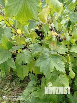 Дом 34м², 1-этажный, участок 17 сот.  