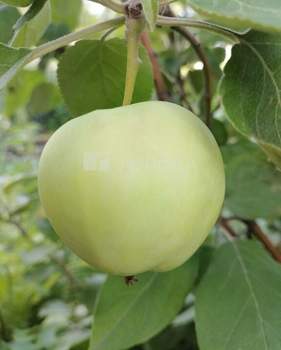 Дом 38м&sup2;, 2-этажный, участок 9 сот.  