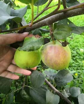 Дача 30м², 2-этажный, участок 6 сот.  