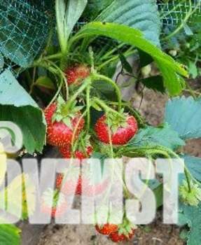 Дача 51м&sup2;, 2-этажный, участок 9 сот.  