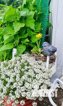 Дом 12м&sup2;, 1-этажный, участок 13 сот.  