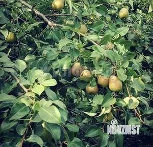 Дом 78м&sup2;, 1-этажный, участок 8 сот.  