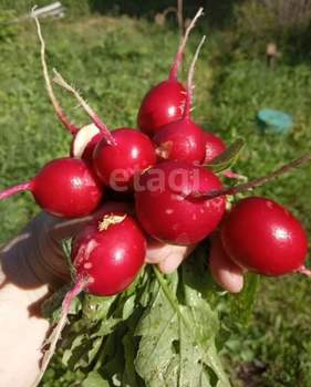 Дом 80м², 2-этажный, участок 17 сот.  