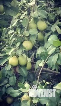 Дом 78м&sup2;, 1-этажный, участок 8 сот.  