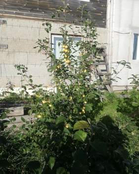 Дом 38м&sup2;, 2-этажный, участок 9 сот.  