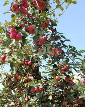 Дача 36м&sup2;, 1-этажный, участок 10 сот.  