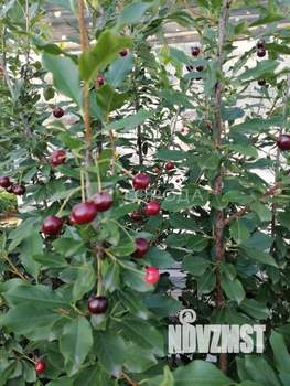 Дом 38м&sup2;, 2-этажный, участок 9 сот.  