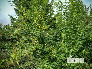 Дом 372м&sup2;, 3-этажный, участок 10 сот.  