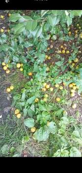 Дом 24м², 2-этажный, участок 4 сот.  