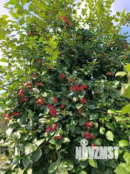 Дом 15м&sup2;, 1-этажный, участок 6 сот.  