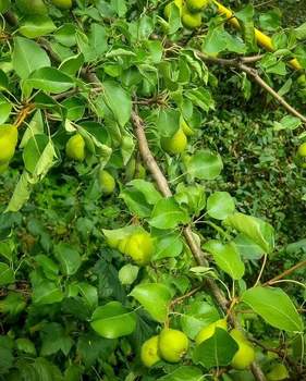 Дом 372м&sup2;, 3-этажный, участок 10 сот.  