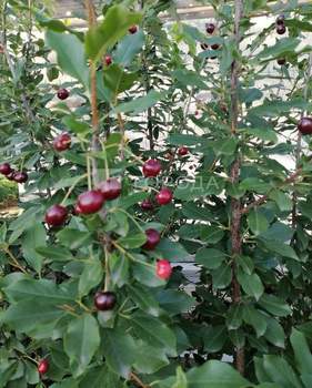 Дом 38м&sup2;, 2-этажный, участок 9 сот.  