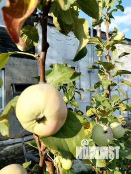 Дом 38м&sup2;, 2-этажный, участок 9 сот.  