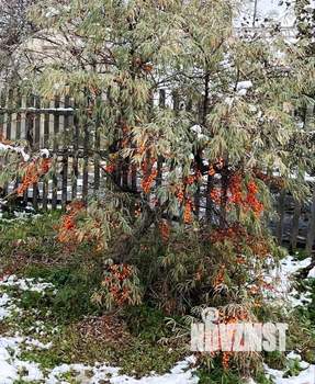 Дом 18м², 1-этажный, участок 6 сот.  