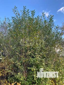 Дача 45м², 2-этажный, участок 5 сот.  