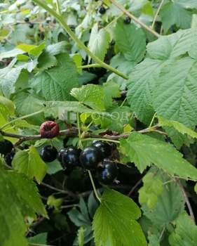 Дом 38м&sup2;, 2-этажный, участок 9 сот.  