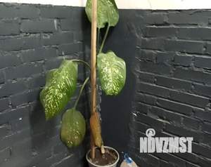 Студия квартира, вторичка, 18м2, 5/9 этаж